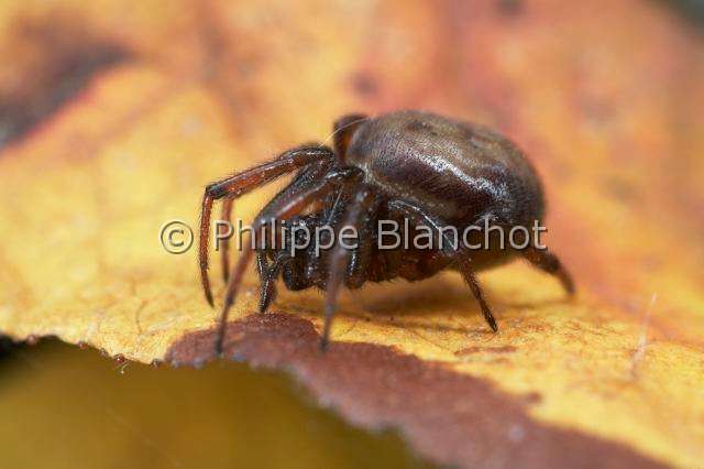 Theridiidae_0268.JPG - France, Araneae, Theridiidae, Araignée (Steatoda bipunctata), Common false-widow 